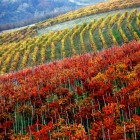 Langhe, le colline medioevali