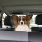 In viaggio con l’amico a 4 zampe