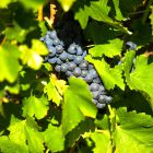 Tirano celebra lo Sforzato di Valtellina DOCG