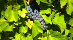 Tirano celebra lo Sforzato di Valtellina DOCG